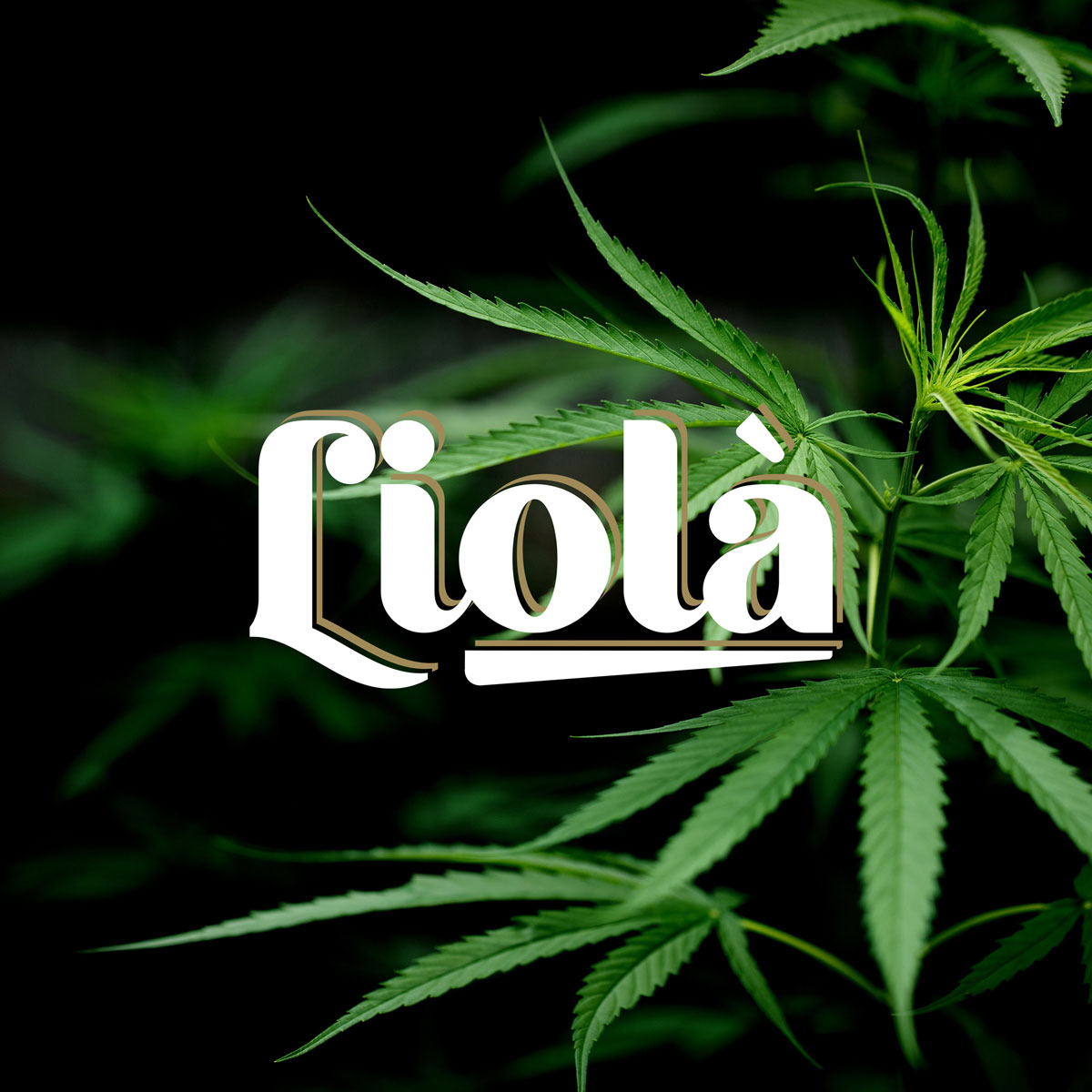 Liolà